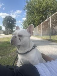 Reunited Male Dog last seen Davie, Fort Lauderdale, FL 33312