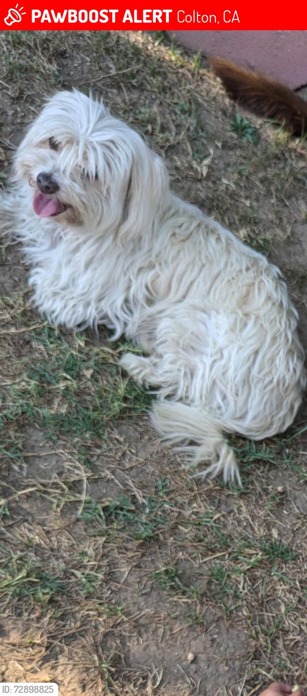 Lost Male Dog last seen Rancho , Colton, CA 92324