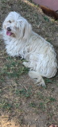 Lost Male Dog last seen Rancho , Colton, CA 92324