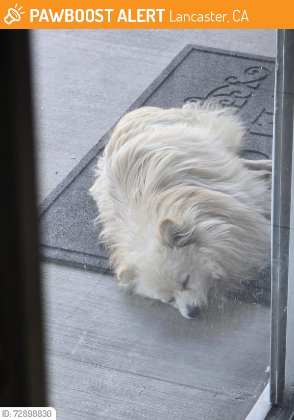 Found/Stray Unknown Dog last seen Antelope Valley high, Lancaster, CA 93534