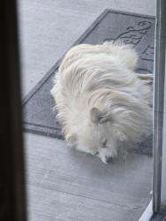 Found/Stray Unknown Dog last seen Antelope Valley high, Lancaster, CA 93534