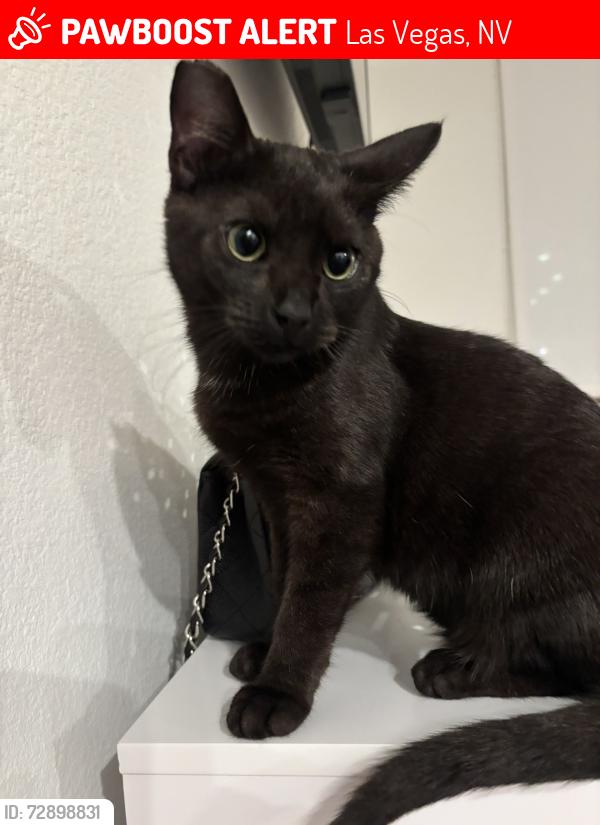 Lost Female Cat last seen Far hill drive and south fox hill drive , Las Vegas, NV 89138