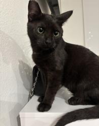 Lost Female Cat last seen Far hill drive and south fox hill drive , Las Vegas, NV 89138