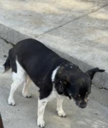 Reunited Female Dog last seen Elsinore Road and Coventry, Riverside, CA 92506