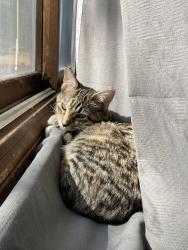 Lost Female Cat last seen Seba Park, By the Police station, South Elgin, IL 60177