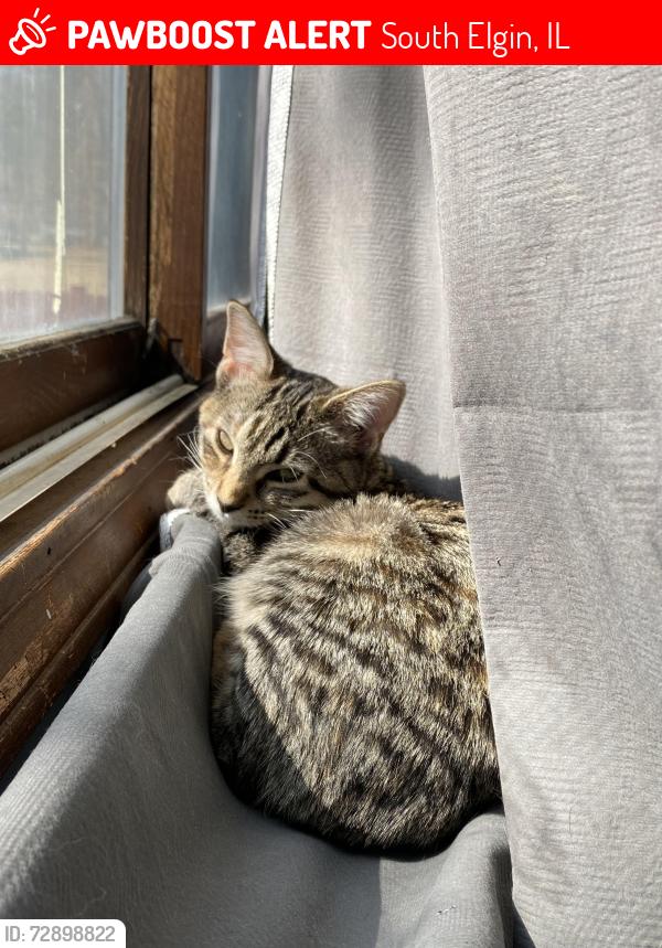 Lost Female Cat last seen Seba Park, By the Police station, South Elgin, IL 60177