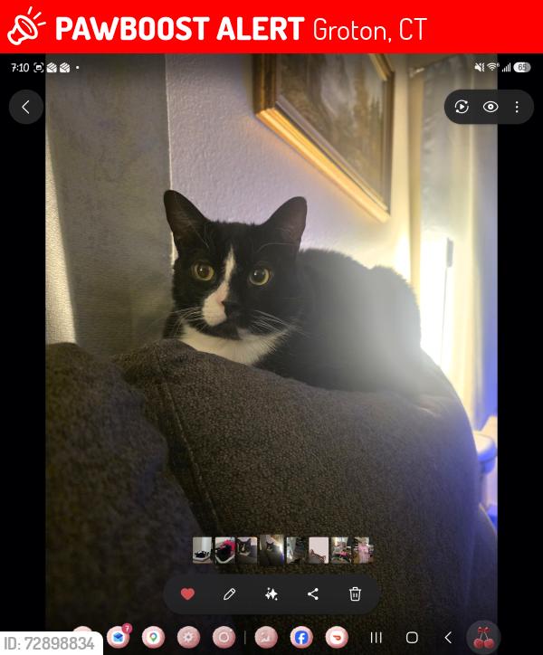 Lost Male Cat last seen Near orion ave, Groton, CT 06340