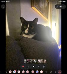 Lost Male Cat last seen Near orion ave, Groton, CT 06340