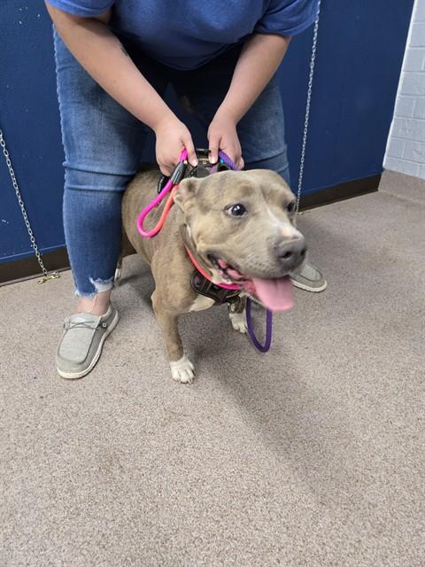 Shelter Stray Female Dog last seen W SHANNONHOUSE, Shelby, NC 28150