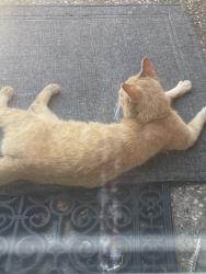 Found/Stray Unknown Cat last seen Flower Dr,  Oak Ave, Willow Creek Dr, Blue Ravine, Folsom, CA 95630