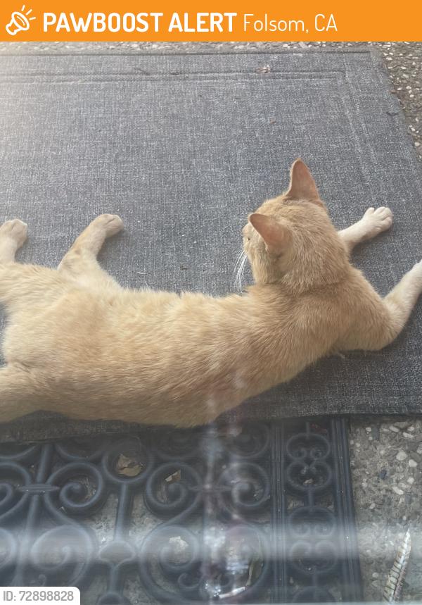 Found/Stray Unknown Cat last seen Flower Dr,  Oak Ave, Willow Creek Dr, Blue Ravine, Folsom, CA 95630