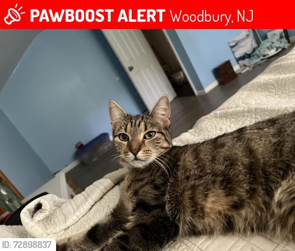 Lost Female Cat last seen Last seen behind a brick hse on Cattell Road, Woodbury, NJ 08096