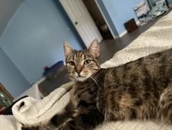 Lost Female Cat last seen Last seen behind a brick hse on Cattell Road, Woodbury, NJ 08096