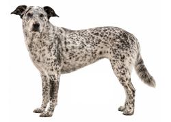 Reunited Male Dog last seen 241st and 75th street, Bradenton, FL 34211