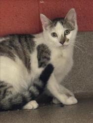 Shelter Stray Unknown Cat last seen Near BLOCK N OLD MANOR RD, WICHITA KS 67208, Wichita, KS 67219
