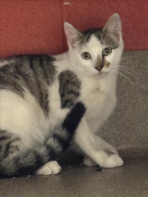 Shelter Stray Unknown Cat last seen Near BLOCK N OLD MANOR RD, WICHITA KS 67208, Wichita, KS 67219