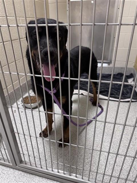 Shelter Stray Male Dog last seen JENNY LYNN WAY / STATHOS DR, Elk Grove, CA 95624