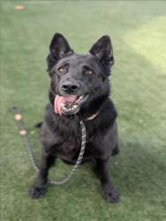 Shelter Stray Female Dog last seen , Chatsworth, CA 91311