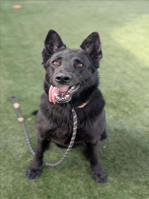 Shelter Stray Female Dog last seen , Chatsworth, CA 91311