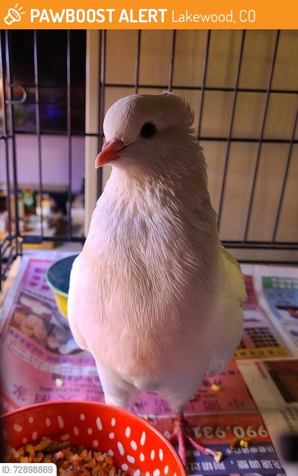 Found/Stray Unknown Bird last seen Frontage W 6th Ave and Quail St., Lakewood, CO 80215