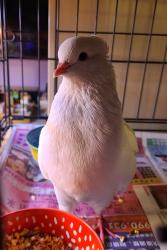 Found/Stray Unknown Bird last seen Frontage W 6th Ave and Quail St., Lakewood, CO 80215