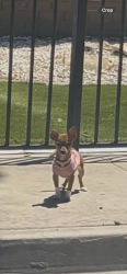 Found/Stray Female Dog last seen benton st near wilson, Bakersfield, CA 93304