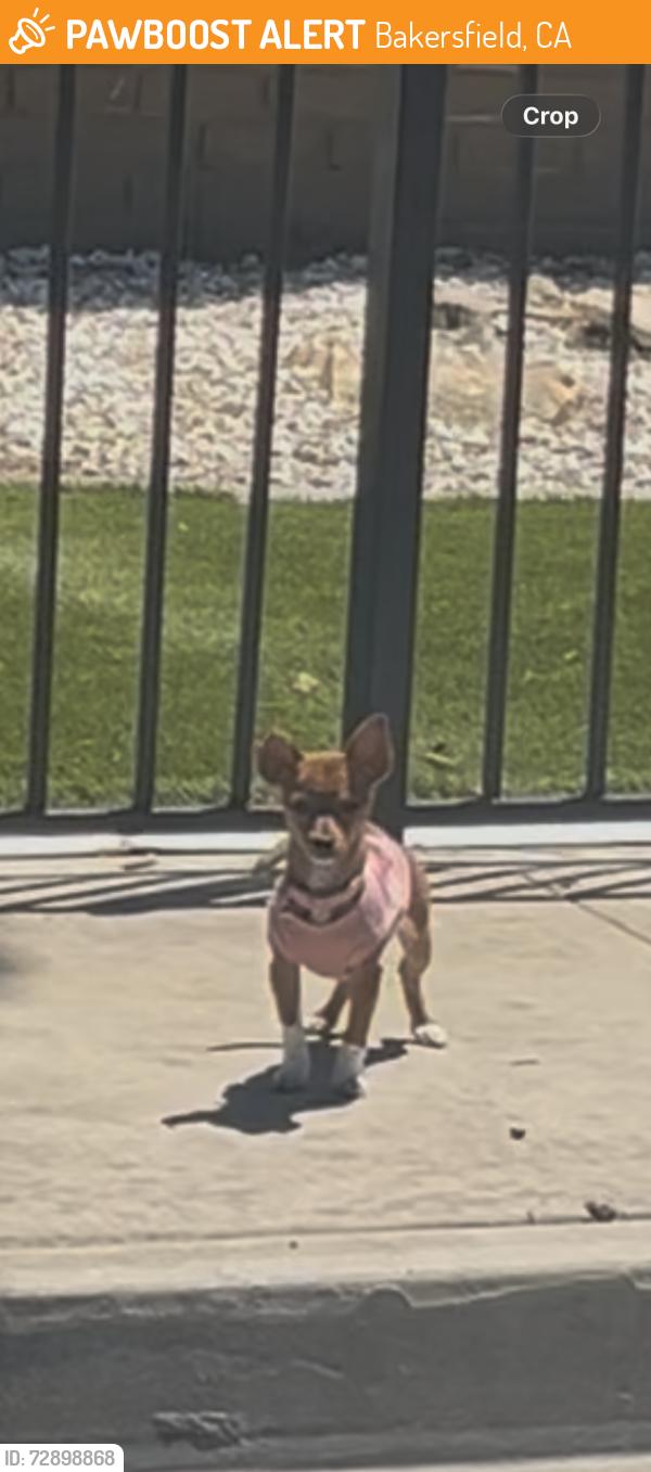 Found/Stray Female Dog last seen benton st near wilson, Bakersfield, CA 93304