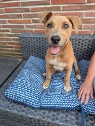 Found/Stray Male Dog last seen Total Wine on Veterans, Metairie, LA 70002