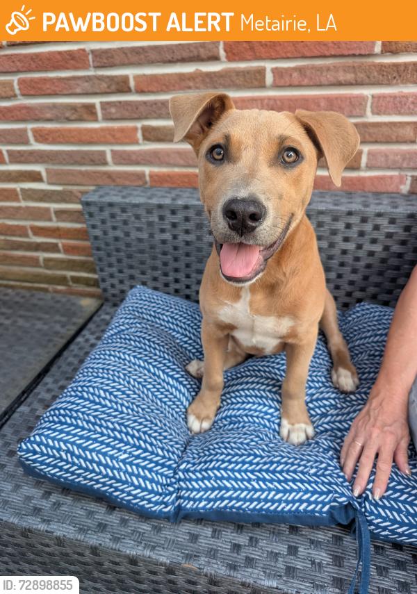 Found/Stray Male Dog last seen Total Wine on Veterans, Metairie, LA 70002