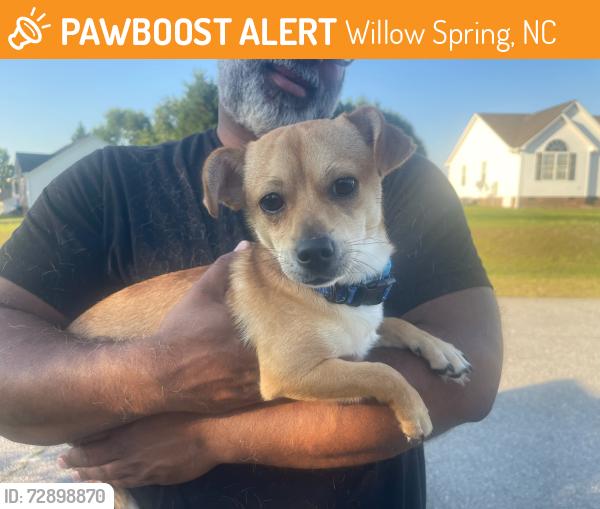 Found/Stray Male Dog last seen Mount pleasant , Willow Spring, NC 27592