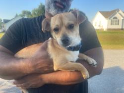 Found/Stray Male Dog last seen Mount pleasant , Willow Spring, NC 27592
