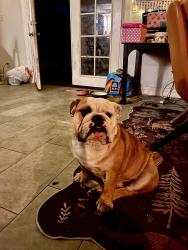 Lost Male Dog last seen Southern McClintock , Tempe, AZ 85282