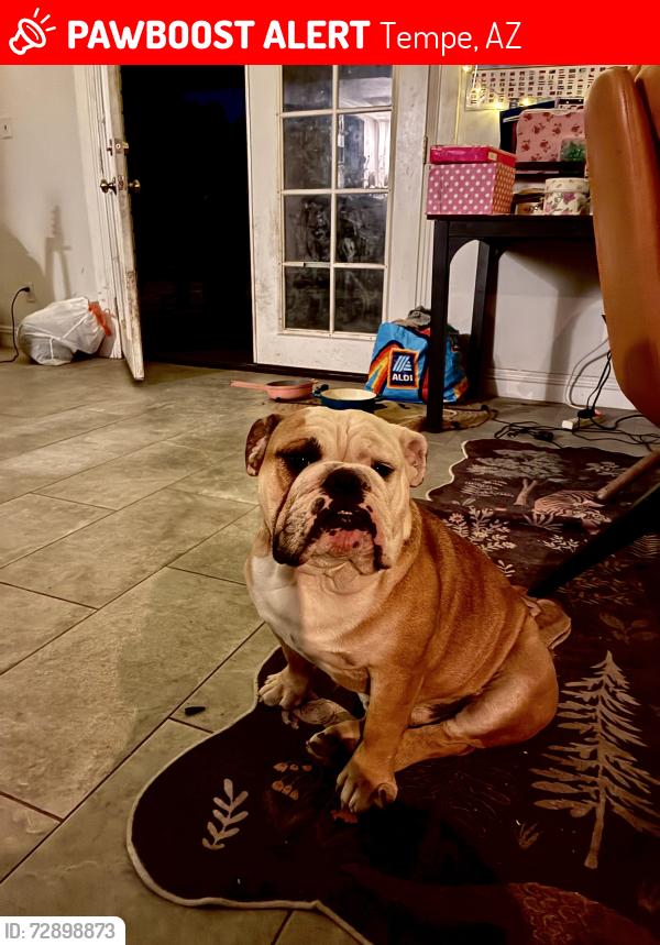Lost Male Dog last seen Southern McClintock , Tempe, AZ 85282