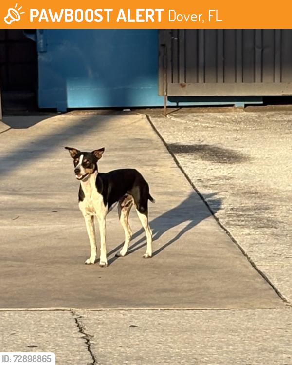 Found/Stray Unknown Dog last seen 7/11 off exit 14 on 1-4 East, Dover, FL 33527