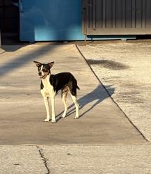 Found/Stray Unknown Dog last seen 7/11 off exit 14 on 1-4 East, Dover, FL 33527