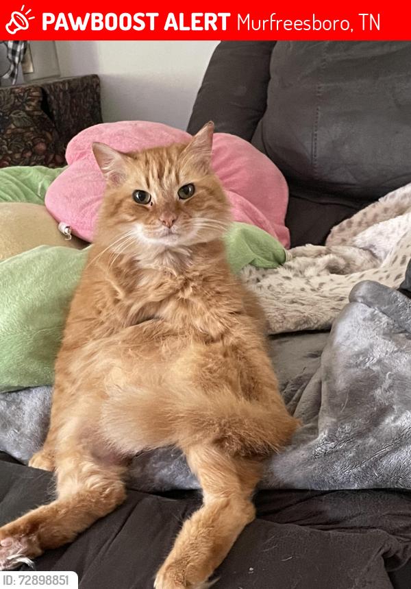 Lost Male Cat last seen Haynes Drive & General Raines or Haynes Dr & Tedder, Murfreesboro, TN 37129