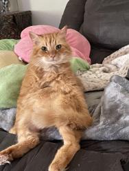 Lost Male Cat last seen Haynes Drive & General Raines or Haynes Dr & Tedder, Murfreesboro, TN 37129