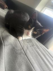 Reunited Female Cat last seen 46th and Willow st, Denver, CO 80238