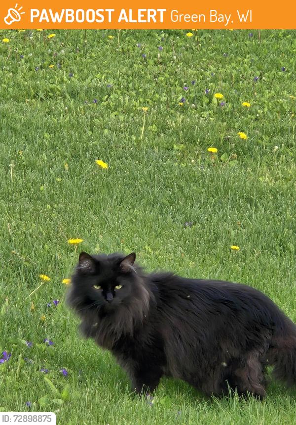 Found/Stray Unknown Cat last seen Mather Heights park, Green Bay, WI 54303