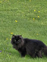 Found/Stray Unknown Cat last seen Mather Heights park, Green Bay, WI 54303