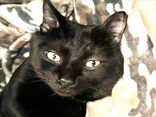 Shelter Stray Male Cat last seen , Los Angeles, CA 90025