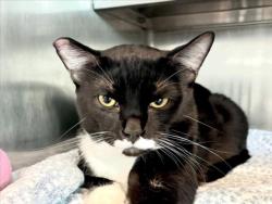 Shelter Stray Male Cat last seen , Los Angeles, CA 90025