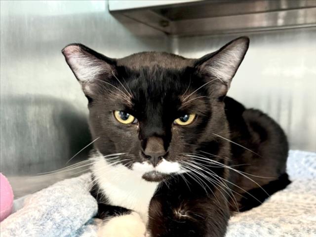 Shelter Stray Male Cat last seen , Los Angeles, CA 90025