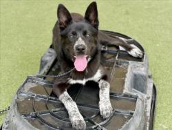 Shelter Stray Male Dog last seen , Los Angeles, CA 90025