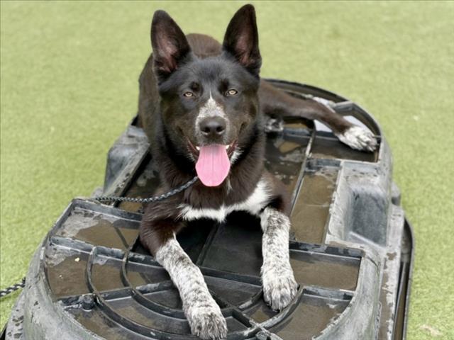 Shelter Stray Male Dog last seen , Los Angeles, CA 90025
