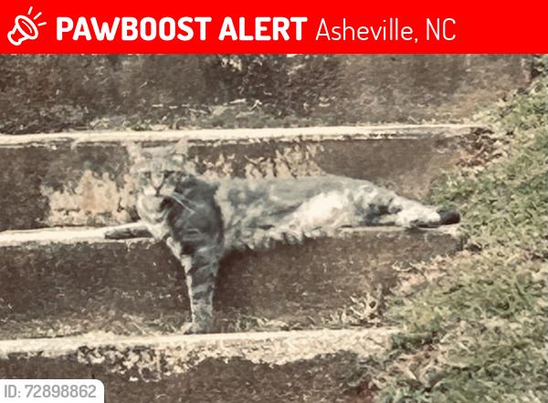 Lost Male Cat last seen Beverly Hills area of Asheville, NC, Asheville, NC 28805