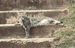 Lost Male Cat last seen Beverly Hills area of Asheville, NC, Asheville, NC 28805
