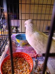 Found/Stray Unknown Bird last seen W 6th Ave. Frontage road and S Quail St., Lakewood, CO 80215