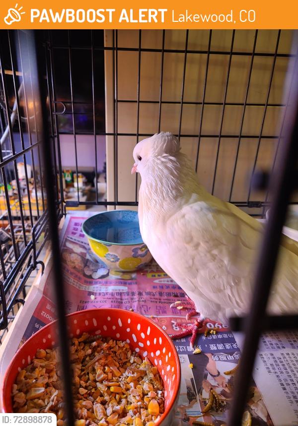Found/Stray Unknown Bird last seen W 6th Ave. Frontage road and S Quail St., Lakewood, CO 80215