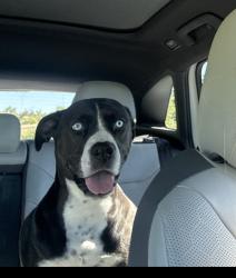 Found/Stray Female Dog last seen Wally Allen rd and wise rd, Placer County, CA 95648